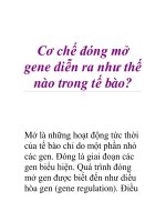 Cơ chế đóng mở gene diễn ra như thế nào trong tế bào? pot