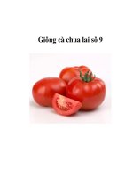 Giống cà chua lai số 9 pot