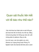 Quan sát thuốc liên kết với tế bào như thế nào? pps