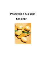 Phòng bệnh héo xanh khoai tây pps