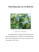 Tính kháng sinh của trái Bình bát ppt