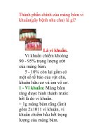 Thành phần chính của mảng bám vi khuẩn(gây bệnh nha chu) là gì? ppt