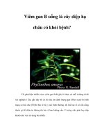 Viêm gan B uống lá cây diệp hạ châu có khỏi bệnh? pps