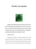 Tìm hiểu về tảo spirulina doc
