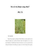 Sả có trị được ung thư? (Kỳ 2) docx