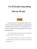 Cà rốt là một trong những loại rau rất quý pot