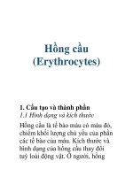 Hồng cầu (Erythrocytes) ppsx