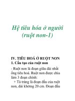 Hệ tiêu hóa ở người (ruột non-1) pdf