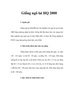 Giống ngô lai HQ 2000 pot