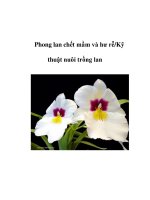 Phong lan chết mầm và hư rễ/Kỹ thuật nuôi trồng lan ppsx