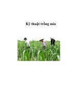 Kỹ thuật trồng mía ppt