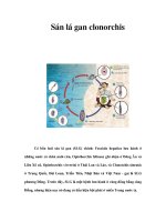 Sán lá gan clonorchis potx