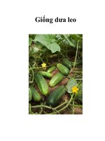 Giống dưa leo pps