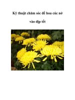 Kỹ thuật chăm sóc để hoa cúc nở vào dịp tết docx