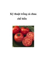 Kỹ thuật trồng cà chua chế biến pot