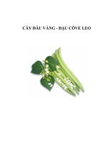 CÂY ĐÂU VÀNG - ĐẬU CÔVE LEO ppsx