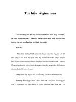 Tìm hiểu về giun lươn pot