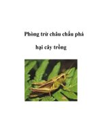 Phòng trừ châu chấu phá hại cây trồng potx