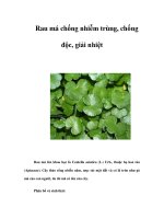 Rau má chống nhiễm trùng, chống độc, giải nhiệt pps