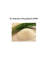 Kỹ thuật gieo trồng giống lúa DH60 potx