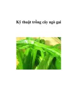 Kỹ thuật trồng cây ngò gai docx
