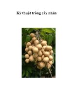 Kỹ thuật trồng cây nhãn pot