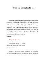 Nuôi cầy hương thu lãi cao doc