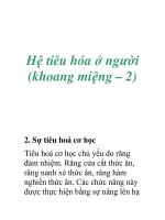 Hệ tiêu hóa ở người (khoang miệng – 2) ppt