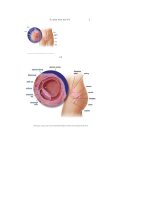 Hình ảnh sự phát triển của thai nhi docx
