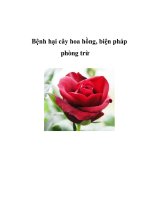 Bệnh hại cây hoa hồng, biện pháp phòng trừ potx