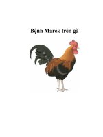 Bệnh Marek trên gà pps