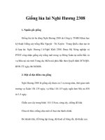 Giống lúa lai Nghi Hương 2308 docx