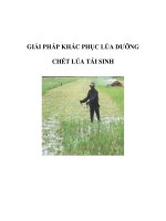 GIẢI PHÁP KHẮC PHỤC LÚA DƯỠNG CHÉT LÚA TÁI SINH pdf