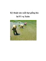 Kỹ thuật sản xuất hạt giống lúa lai F1 vụ Xuân ppsx