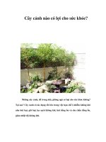 Cây cảnh nào có lợi cho sức khỏe? pps