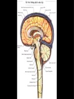 Atlas giải phẫu người - Phần 5 docx