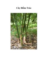 Cây Điềm Trúc pptx