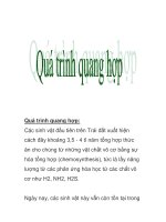 Quá trình quang hợp: Các sinh vật đầu tiên trên pot