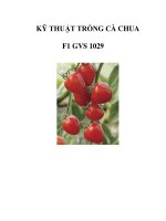 KỸ THUẬT TRỒNG CÀ CHUA F1 GVS 1029 pptx