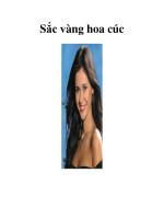 Sắc vàng hoa cúc doc