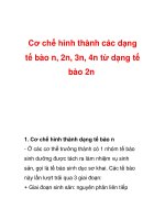 Cơ chế hình thành các dạng tế bào n, 2n, 3n, 4n từ dạng tế bào 2n pptx