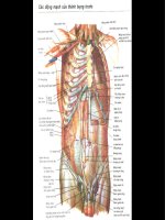 Atlas giải phẫu người - Phần 1 pps