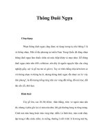 Thông Đuôi Ngựa potx