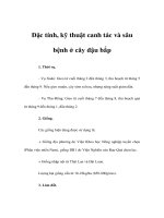 Đặc tính, kỹ thuật canh tác và sâu bệnh ở cây đậu bắp ppt