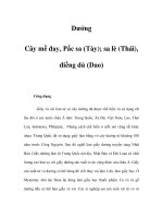 Dướng - Cây mề đay, Pắc sa (Tày) pptx