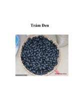 Trám Đen pdf