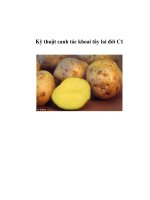 Kỹ thuật canh tác khoai tây lai đời C1 doc