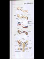 Atlas giải phẫu người - Phần 4 potx