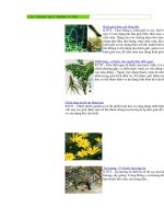 THÔNG TIN DU LỊCH  MÈO VẠC -HÀ GIANG