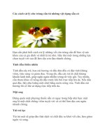 Các cách xử lý côn trùng cắn từ những vật dụng sẵn có